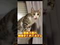 うちの子猫の癖が強すぎる… #shorts #保護猫 #子猫 #猫 #捨て猫 #catlovers #kitten