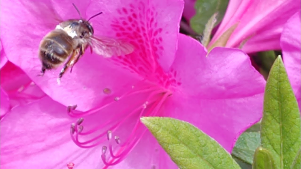 🏖️ミツバチ🐝と🌺ツツジ〜The bees seem so happy visiting the