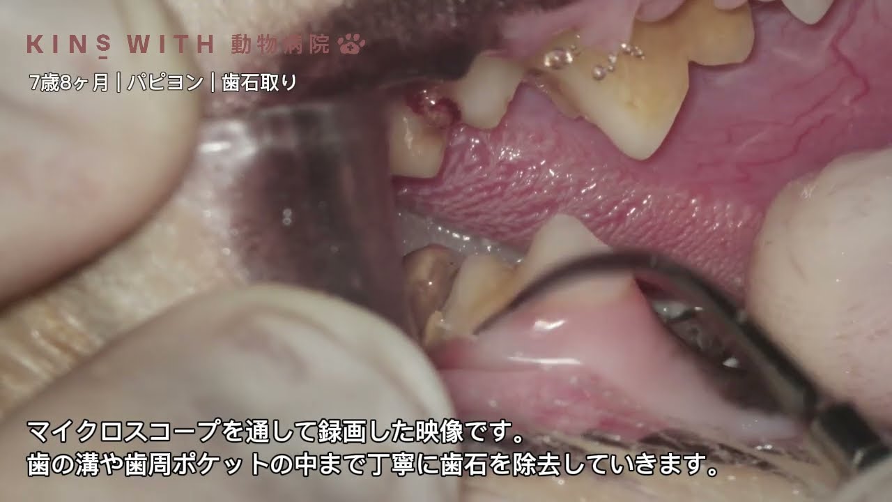 犬・猫の歯医者さん(歯科) ｜KINSWITH動物病院