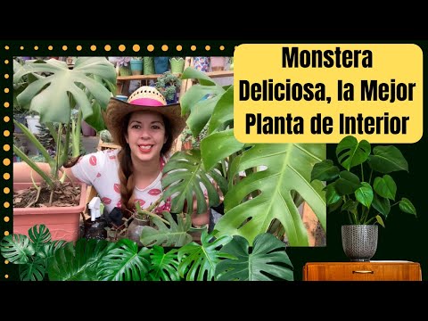 Video: ¿Qué monstera es la mejor?