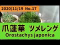 【多肉植物】爪蓮華　ツメレンゲ　Orostachys japonica  なんと子株が30個