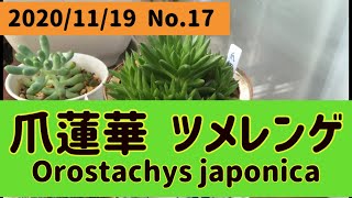【多肉植物】爪蓮華　ツメレンゲ　Orostachys japonica  なんと子株が30個