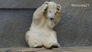 Cute! Polar Bear cub ホッキョクグマのこぐま 可愛い仕草