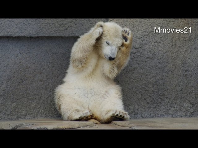 Cute Polar Bear Cub ホッキョクグマのこぐま 可愛い仕草 Youtube