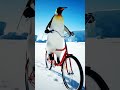 Penguin Rides Tandem Bike Alone | Double Seats, Zero Friends | Nebula Shots
