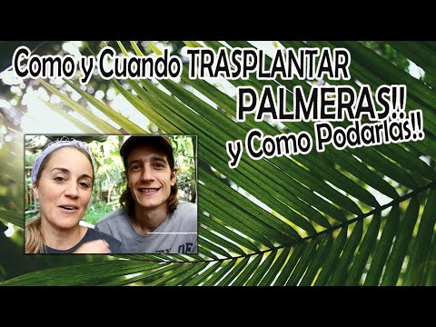 Video: ¿Puedo podar una palmera Pindo? - Aprende a podar una palmera Pindo