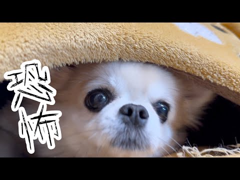 【チワワ】恐怖に慄く