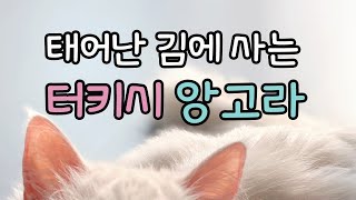 태어난 김에 사는 터키시 앙고라 | Turkish Angora