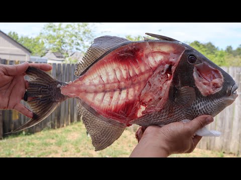 Video: Má triggerfish šupiny?
