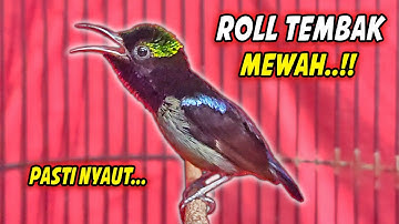 SUARA BURUNG KOLIBRI NINJA GACOR FULL ISIAN ROLL TEMBAK !! PANCINGAN KONIN BAHAN AGAR CEPAT EMOSI