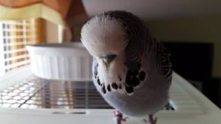 English Budgie talking to camera instead of having his bath