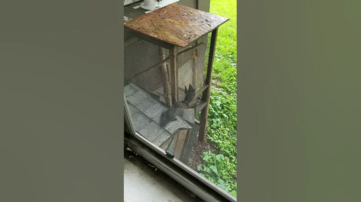 black  squirrels  that  my husband  raised  & rele...
