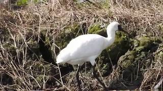 1061122宜蘭塭底黑面琵鷺（Platalea minor）1