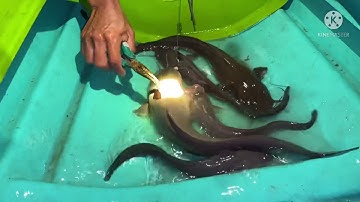 Câu cá ngát ở sông hàm luông trúng đậm