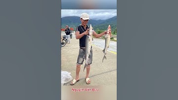 NGƯỜI DÂN ĐIÊU ĐỨNG AO CÁ TẦM BI LŨ CUỐN CHÔI #tintuc