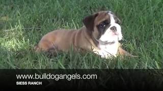 daisy bulldogs 91816 by siessranch1 1,266 views 7 years ago 7 minutes, 22 seconds