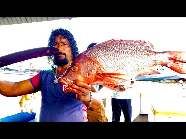 Red Snapper Fish at Rs 480/kg, Snapper Fish in Chennai