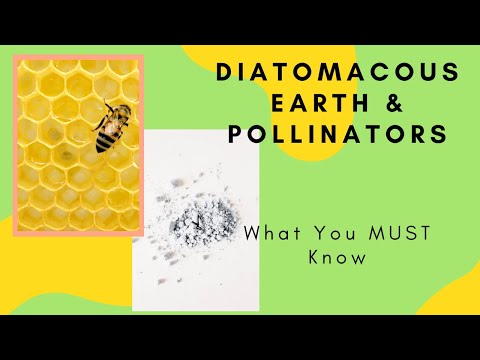 Diatomaceous Earth x Pollinators. Is It Safe It Depends... Watch This | Gardening In Canada