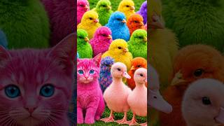 Tangkap Ayam Lucu, ayam warna warni, ayam rainbow, kelinci lucu, bebek lucu, ikan koi, Hewan Lucu
