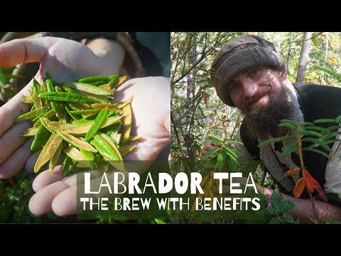 Video: Labrador Tea Info – Labrador Tea Strauchpflege und wachsende Anforderungen