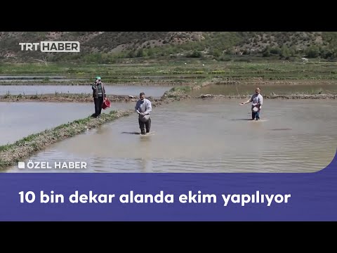 Tarlalarda çeltik ekimi başladı