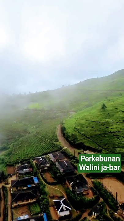perkebunan teh #walini