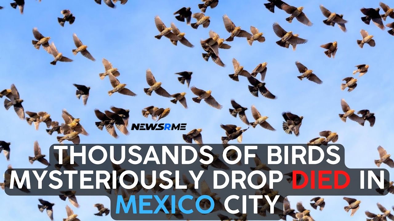 Thousands of birds mysteriously drop died in Mexico City | Mexico News | NewsRme