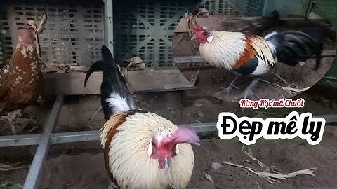 Rừng Rặc mã Chuối đẹp mê ly. Hàng hiếm đang Hót .