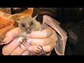 人間に飼い慣らされたコウモリが可愛すぎた・・・！ fruit bat