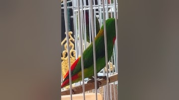 burung serindit pemikat