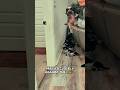Puppy Stucked #puppy #dog #ytshorts #viral #youtubeshorts #explore #reels