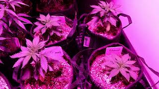 Remo vs Advanced Nutrients