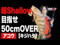 【シャロー域のキジハタ釣り】今年から新たに開拓を始めたシャロー域のアコウ攻略【地球遊び#109】