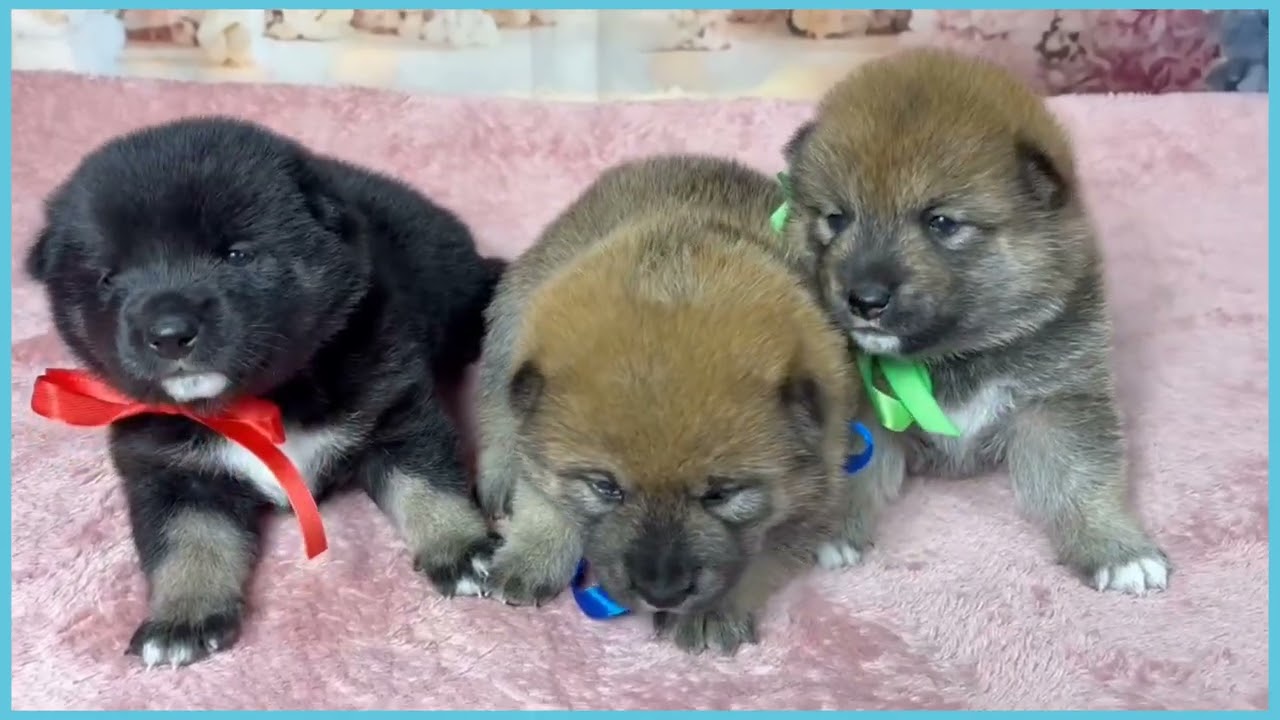 柴犬さん 00765959 柴犬 - YouTube