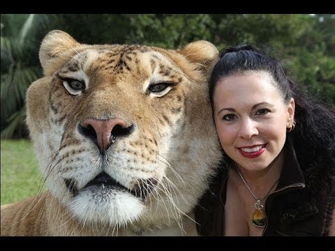 My Huge Pet Liger - Crazy Cats Compilation of Funny Pets & Funny Cat Videos  - YouTube
