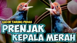 Download Lagu PANCINGAN JITU!! PRENJAK KEPALA MERAH GACOR TARUNG | SUARA PIKAT PRENJAK ABANG || PRENJAK KLAWU MP3 Download Lagu PANCINGAN JITU!! PRENJAK KEPALA MERAH GACOR TARUNG | SUARA PIKAT PRENJAK ABANG || PRENJAK KLAWU MP3