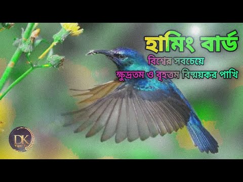 ভিডিও: স্টার হামিংবার্ডস: শো ব্যবসায়ের ক্ষুদ্রতম তারকা