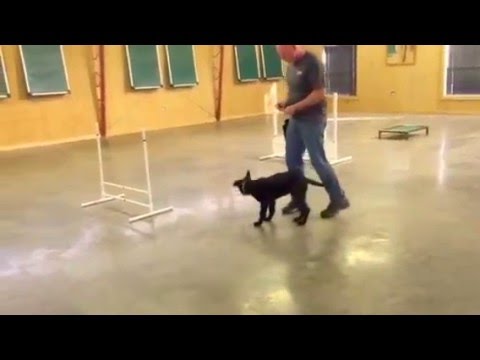 camera iphone 8 plus apk Black German Shepherd