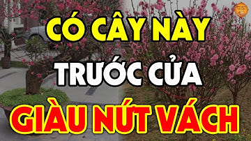 GIÀU LÊN TỪNG NGÀY Nếu Biết Trồng Cây Này TRƯỚC CỬA NHÀ, Tiền Vàng Ùn Ùn Kéo Vào Như Nước