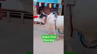 Angry Cow Running / Cow Fight / Cow Cutting #shortsfeed #cow