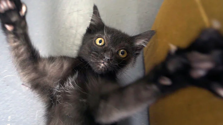 Living with a Kitten: Two Weeks Later