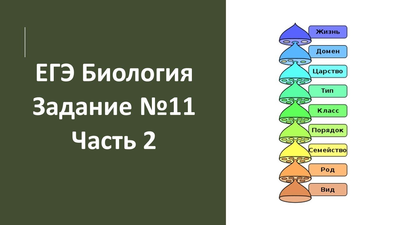 11 задание егэ биология. ЕГЭ биология задания. Лайфхаки для ЕГЭ по биологии. 11 Задание ЕГЭ по биологии. Биология (ЕГЭ).