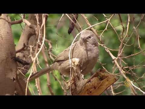 هذا الصباح مرصد الطيور في مدينة العقبة الأردنية