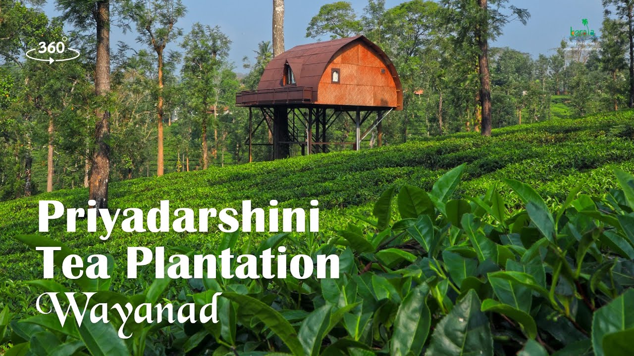 Priyadarshini Tea Plantation 