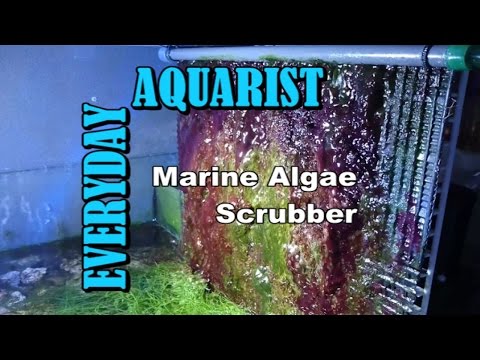 Algae Scrubber | How To Reduce Nitrate & Phosphate in Marine Aquarium