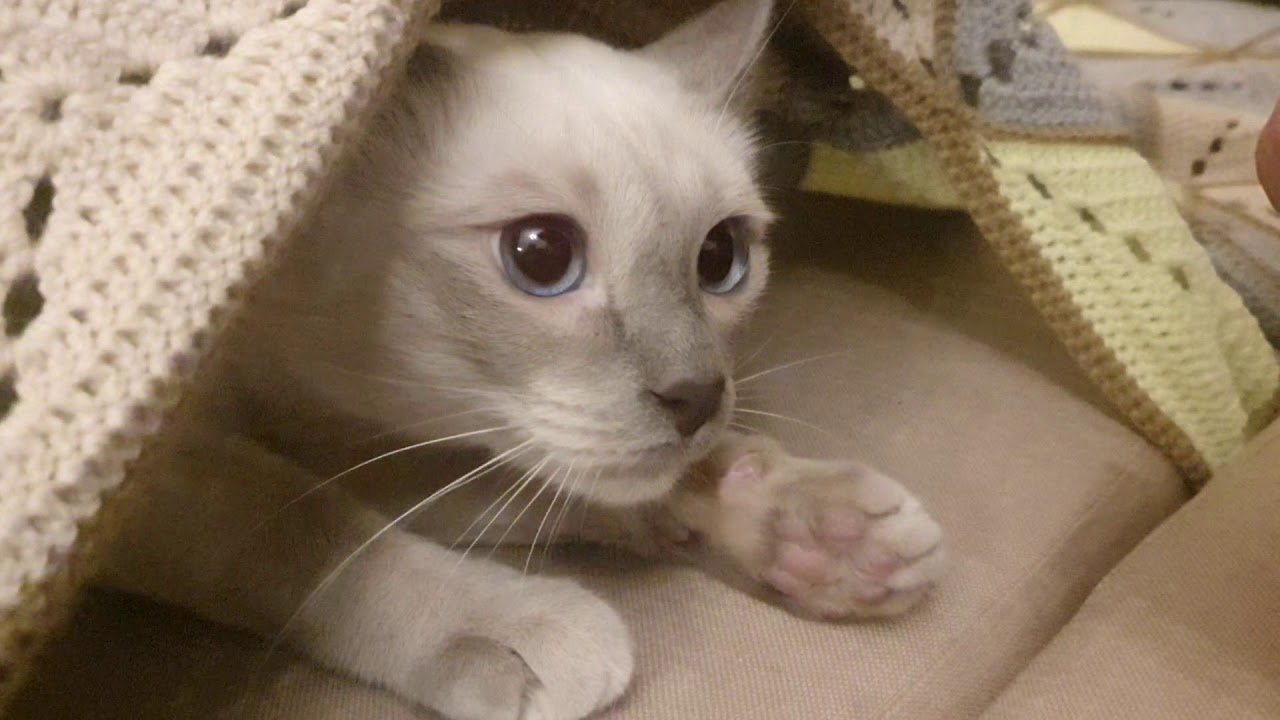 Котоблог дзен