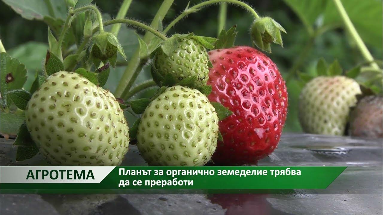 Агротема: Планът за органично земеделие трябва да се преработи, автор ...