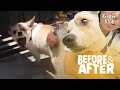 Kill Mode Activate! Dog Will Fight Until He Finds Peace  | Before & After Makeover EP. 13