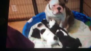 Old English Bulldog Puppies Sale in Hendersonville, TN