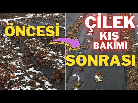 Video: Kışın Kusursuz Çilekler